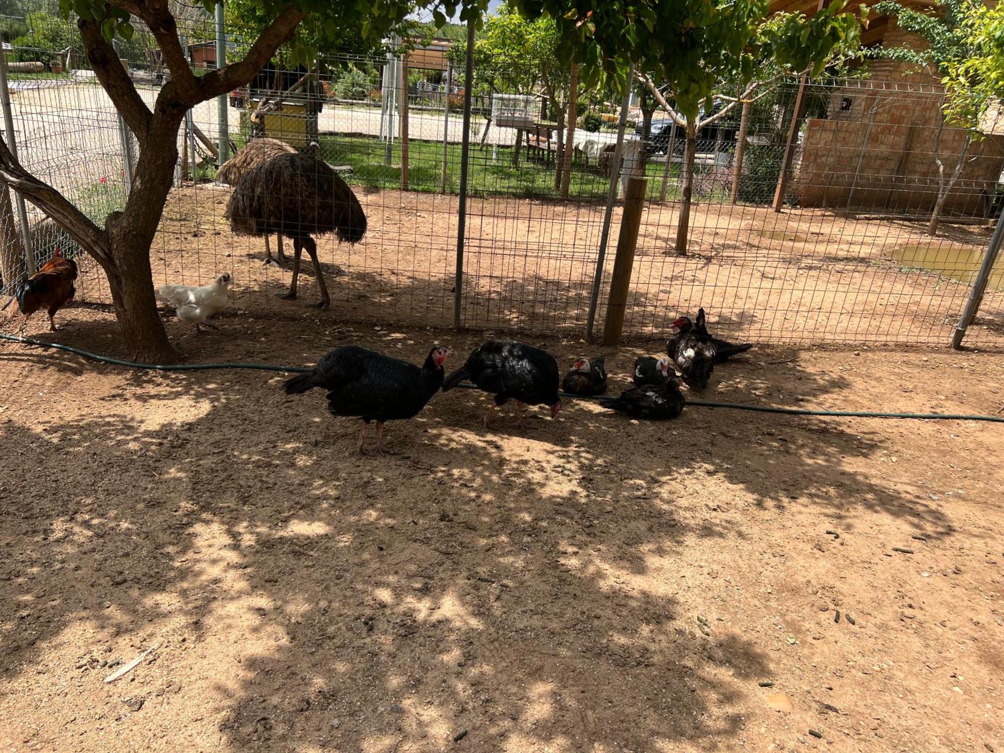 El Burgo De Osma Alojamiento Rural Villa Bagh Kültér fotó