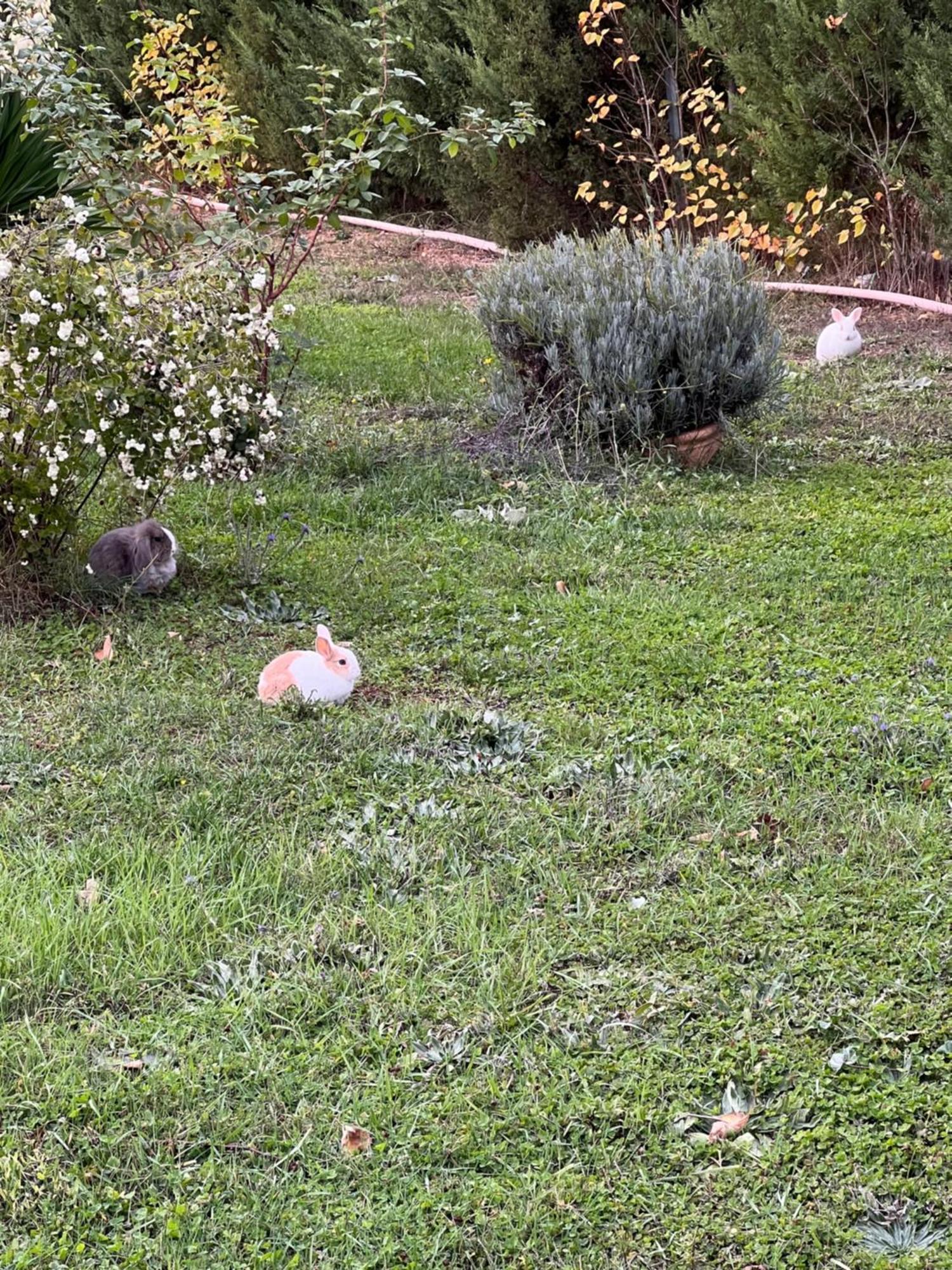 El Burgo De Osma Alojamiento Rural Villa Bagh Kültér fotó